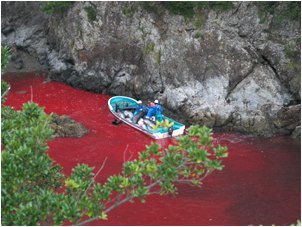 Matanza de delfines 1