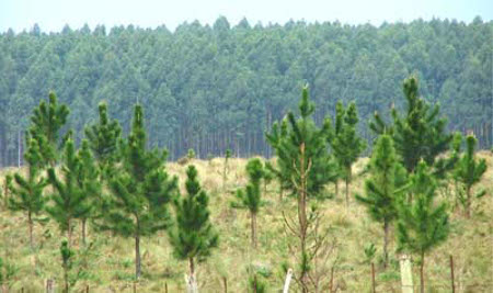 Mesopotamia, Misiones, Argentina 1