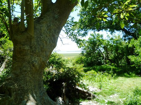 Monte de los Ombúes, Rocha, Uruguay 1