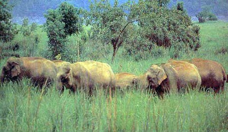 Parque Nacional Namdapha, Assam, India 0