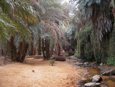 Oasis Terjit, Mauritania 0