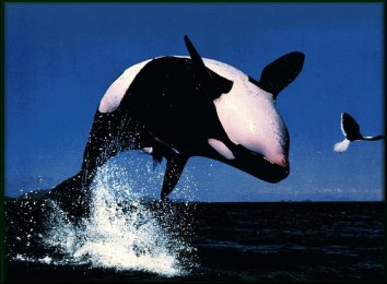 Orcas en Acuario 0