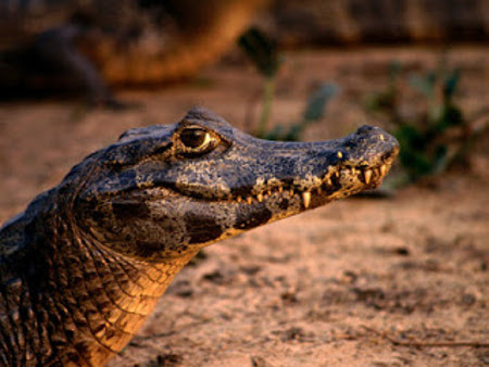 Pantanal, Baia do Burro, Brasil 0