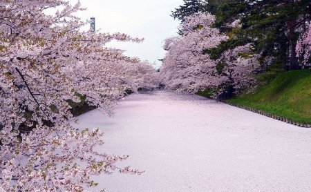 Parque Hirosaki, Aomori, Japón 🗺️ Foro Asia 0