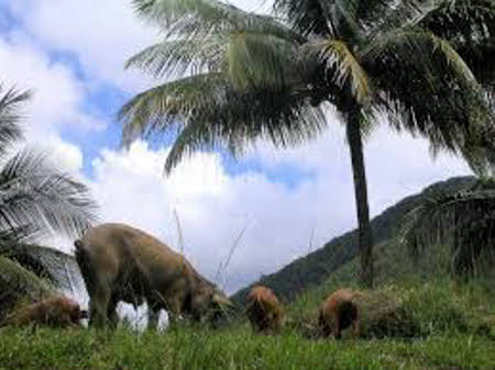 Parque nacional Alejandro Von Humboldt, Guantanamo, Cuba 1