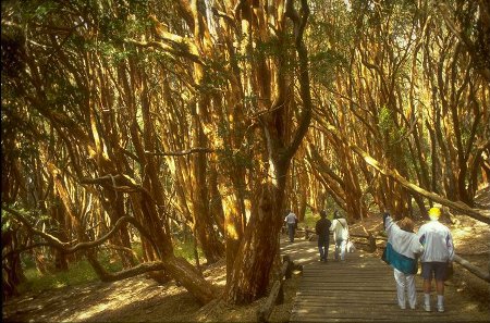 Parque Nacional Arrayanes, Neuquén, Argentina 0