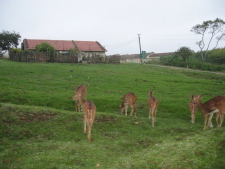 Parque Nacional Bandipur, Karnataka, India 1