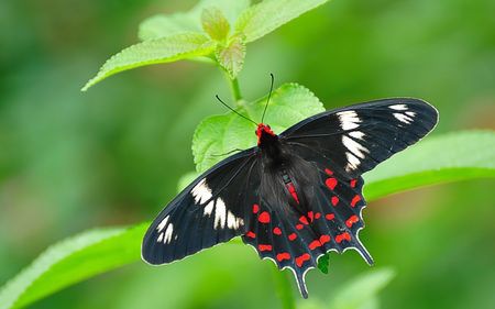 Parque Nacional Bannerghatta, Bangalore, Karnataka, India 1