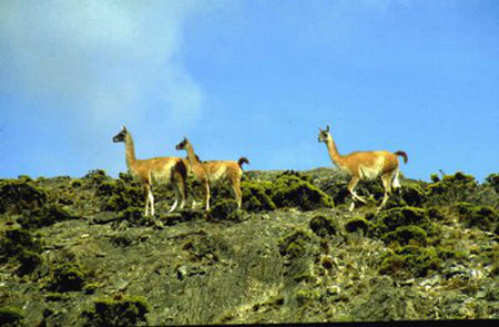 Parque Nacional Baritú, Salta, Argentina 1