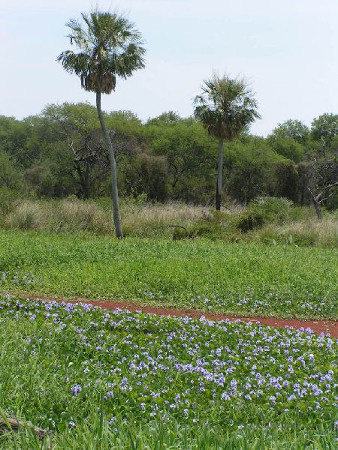 Parque Nacional Chaco, Chaco, Argentina 0