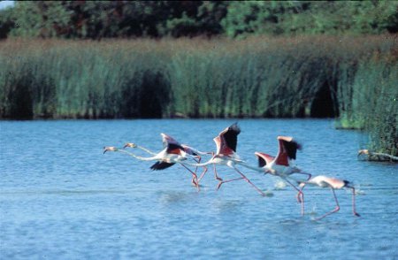 Parque Nacional de Doñana, Huelva (Foto 2)