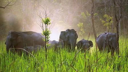 Parque Nacional de Manas, Assam, India 🗺️ Foro Asia 1