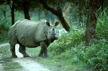 Parque Nacional Dibru Saikhowa, Assam, India 1