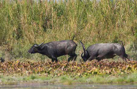 Parque Nacional Dibru Saikhowa, Assam, India 1