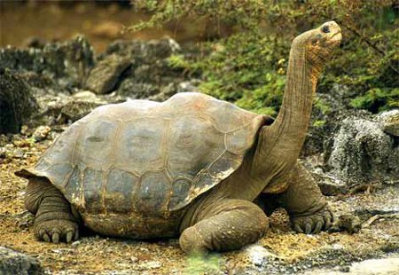 Parque Nacional Galápagos, Islas Galápagos 0