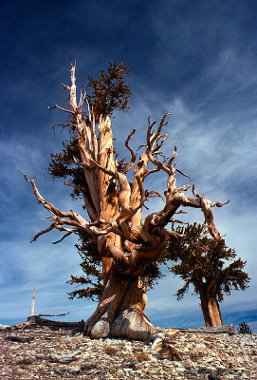 Parque Nacional General Sherman, California 1