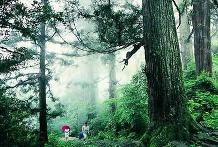 Parque Nacional Montaña Tianmu, Zhejiang, China 0