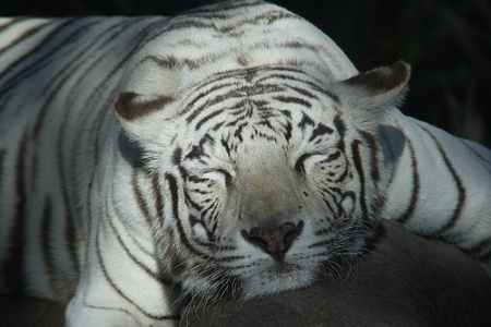 Parque Nacional Shivpuri, Madhya Pradesh, India 0