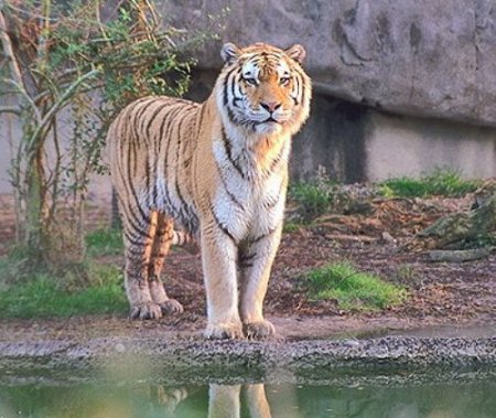 Parque Nacional de Simlipal, Orissa, India 0