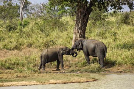 Parque Nacional Yala, Sri Lanka 0