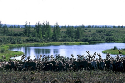 Parque Wudalianchi, Heilongjiang, China 0