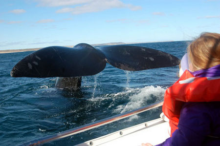 Peninsula Valdes, Chubut, Argentina 1