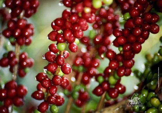 Capas de la Ecoregion del Eje Cafetero 🗺️ Foro América del Sur y Centroamérica 2