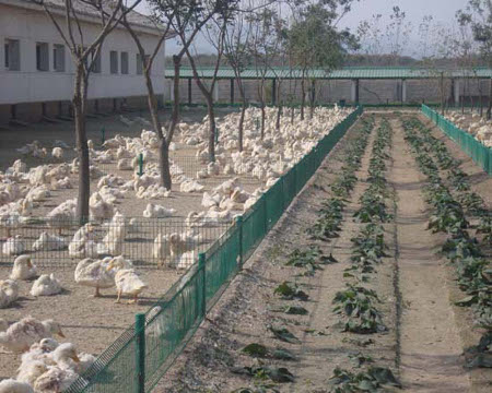 Planta de Patos de Tudan, Pyongyang, Korea del Norte 1