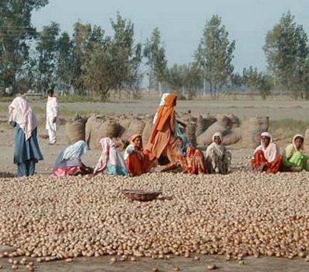 Pushpa Grujal, Punjab, India 0