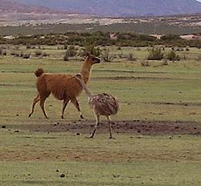 Qhapaqa, Sajama, Oruro, Bolivia 0