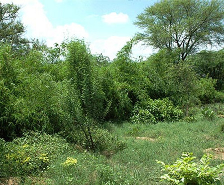 Reserva de la Biósfera de Dihang Dibang, India 0