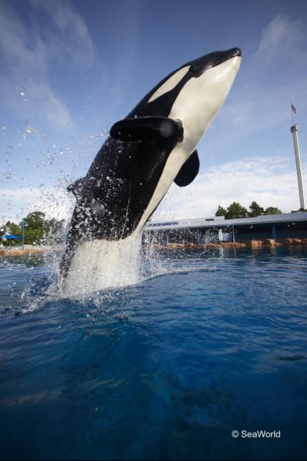 Ballena-orca pillada saltando en el aire