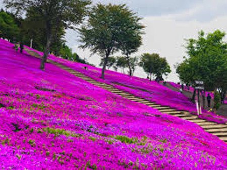 Takinoue, Hokkaidō, Japón 🗺️ Foro Asia 1