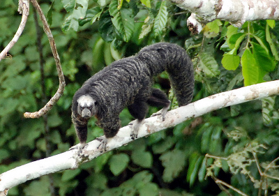 Yasuní, Orellana, Ecuador 1