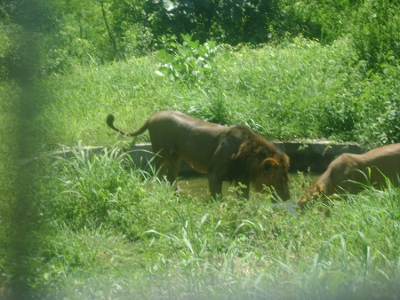 Zoologico de Arignar Anna, Tamil Nadu, India 1