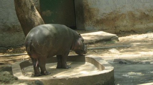 Zoologico de Arignar Anna, Tamil Nadu, India 🗺️ Foro Asia 1